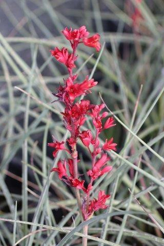 Hesperaloe parviflora 'Brakelights' Devil Mountain Wholesale Nursery